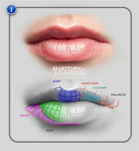 Anatomy Of Lip Anatomical Charts And Posters
