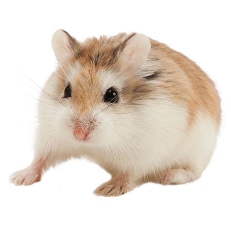 Female Roborovski Dwarf Hamster For Sale Live Pet Hamster Petsmart Canada
