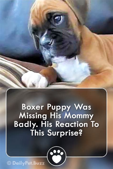 Boxer Puppy Was Missing His Mommy Badly His Reaction To This Surprise