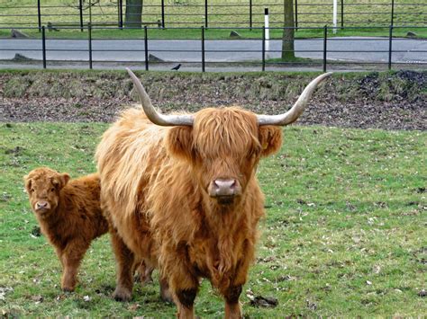 Download Highland Cattle Coloring For Free Designlooter 2020 👨‍🎨