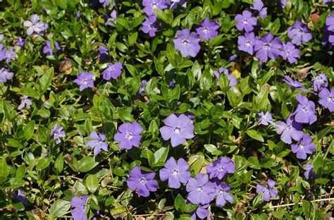 This ground covers is suitable for parched areas. Vinca Minor Vines: Pros, Cons of a Classic Ground Cover