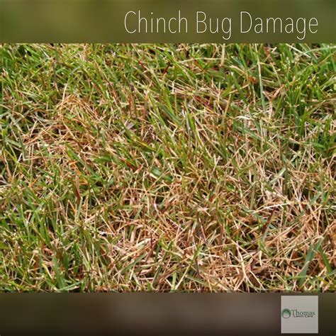 They Are Back Again Chinch Bugs Thomas Lawn Care