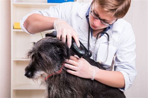 Understanding Canine Parasites And Fighting Against Them