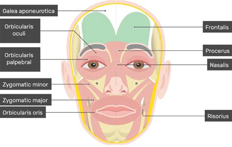 Frontalis Muscle Attachments Actions Innervation GetBodySmart