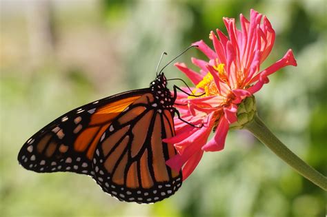 Monarch Butterflies Pictures Download Free Images On Unsplash