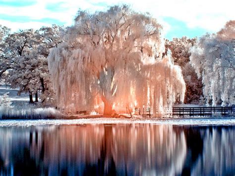 White Tree Weeping Willow In Winter Walkin In A Winter