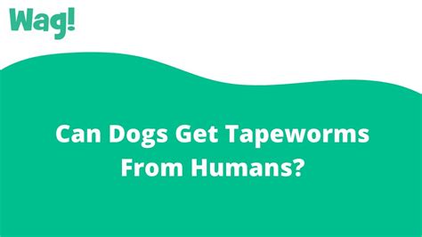 Can Dogs Get Tapeworms From Humans Wag Youtube