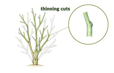 How To Prune Small Trees And Shrubs Trees And Shrubs Pruning Shrubs