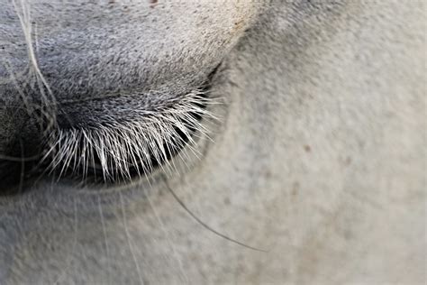 Eye Infections And Injuries In Horses Spielemiterfold