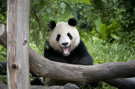 C'est l'un des rares zoos au monde à abriter des pandas géants. ZOO Schönbrunn | SDEŤMI.com