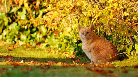 Plants Leaves Outdoors Cats Animals Mammals Nature 2048x1152