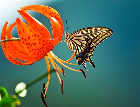Micro Foto Mariposa Cola De Golondrina Tigre Encaramado Naranja