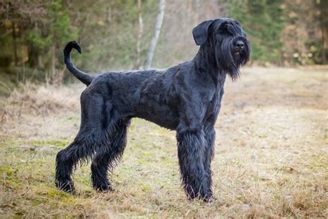 Giant Schnauzer Dogs Breed Information Temperament Size And Price
