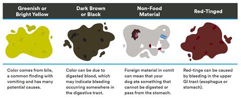 Vomit Identification Charts For Dogs Thrive Pet Healthcare