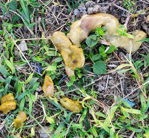 What Does Yellow Mucus Dog Poop Mean