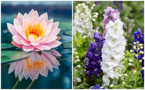 Did you know that every month has a birth flower and that, just like birthstones, each one has its own special meaning? Birth Month Flowers and their Meanings - Good Living Guide