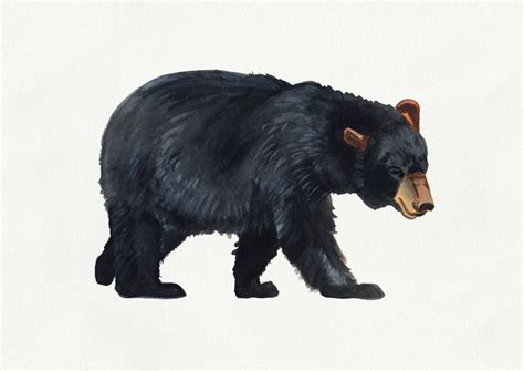 Watercolour Black Bear Drawing Art Print By Emma Fitzgerald Bear