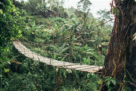 Wooden Rope Hung Bridge In The Middle Of The Jungle Del Colaborador