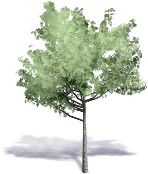 Generic Summer Tree - Tree Axonometric Png - Free Transparent PNG