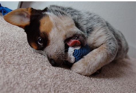 Blue Heeler Puppy Playing With Its Cute Toypng