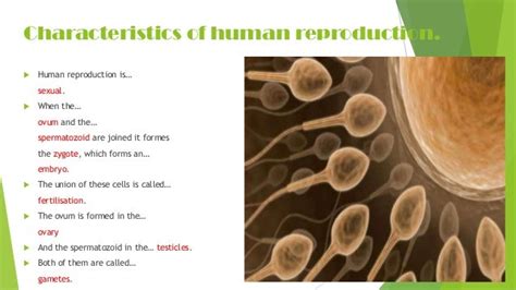 Human Reproduction For Grade 12