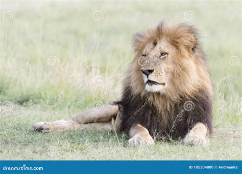 Male Lion Panthera Leo Lying Down In Savannah Stock Photo Image Of