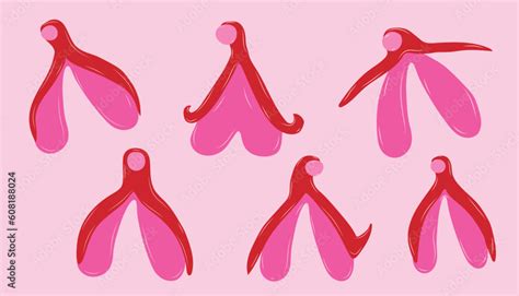Set Of Reproductive System Of The Clitoris Clitoral Glans Feminism