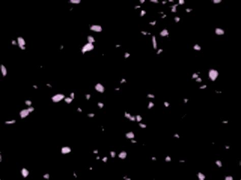 See more ideas about sakura, anime scenery, gif. Cherry blossom petals falling gif 12 » GIF Images Download