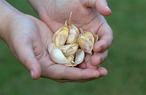 Garlic Bulb Vs Garlic Clove