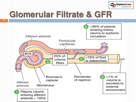 The glomerular basement membrane was subjected to digestion with specific enzymes to determine the chemical nature… Renal Physiology (II) - Glomerular Structure & Filtration