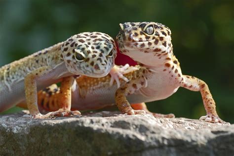 Sekarang di revisi dengan versi yg lebih menarik untuk anak. The Ultimate Guide to Breeding Your Pet Leopard Gecko