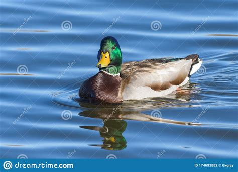 Waterfowl Of Colorado Male Mallard Duck In A Lake Stock Photo Image