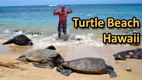 Turtle Beach In Hawaii Laniakea North Shore Oahu Youtube