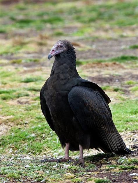 Young Turkey Vulture