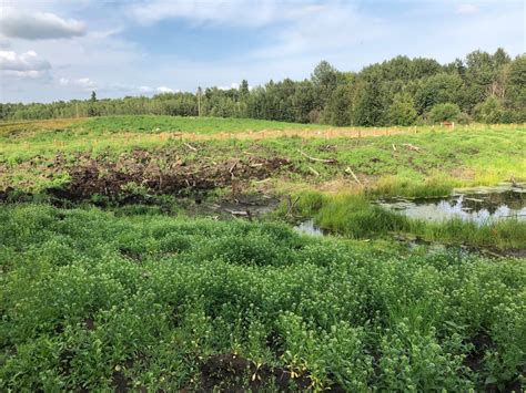 What's going on at Bunchberry Meadows? — Edmonton & Area Land Trust
