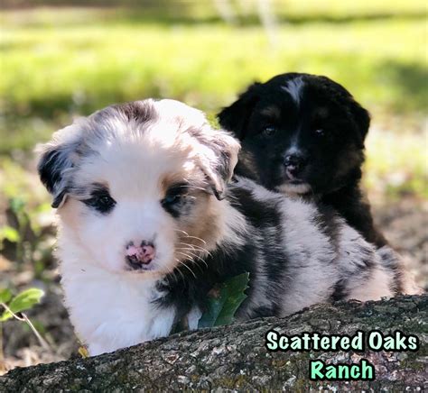 Australian Shepherd Scattered Oaks Ranch Australian Shepherd Puppies