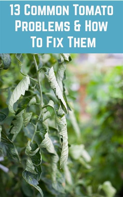 Some Green Plants With The Words 13 Common Tomato Problems And How To