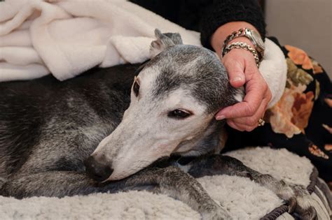 The cat may turn weak to the point that it can no longer stand, and even collapse if at all it makes efforts to walk. Before euthanizing your dog or cat, vets want owners to ...