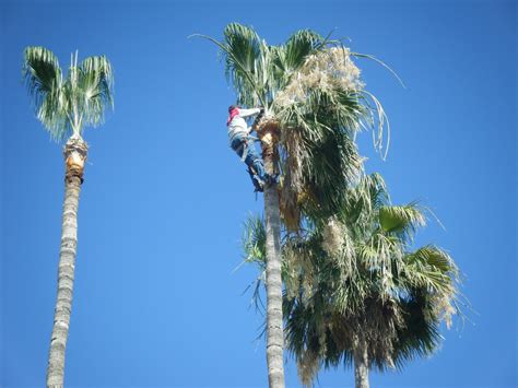 Palm Tree Trimming Near Me Palm Beach County Palm Beach County Pro