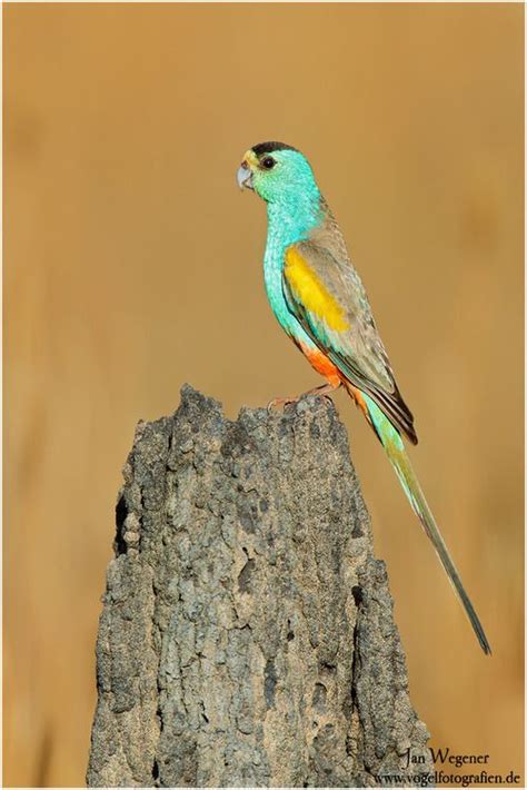 The definitive reference to birds of the world. Making of #4 - A rare parrot at the end of the world ...