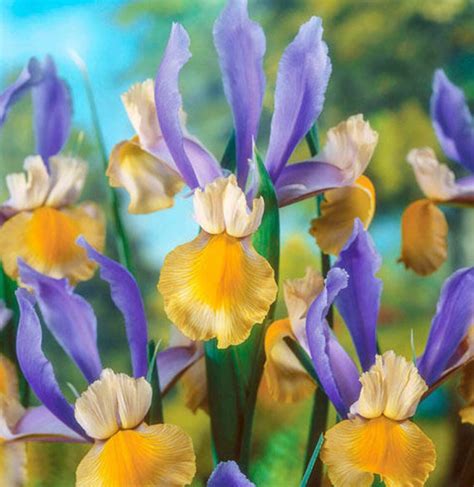 6 Miss Saigon Perennial Dutch Iris Bulbs Super Healthy Ready To Plant Etsy