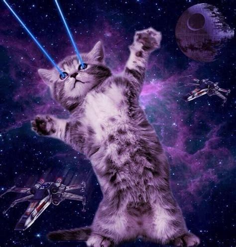 Cats On Cat Background Galaxy Cat Space Cat
