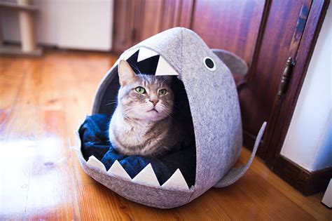 Help My Cats Being Eaten Shark Cat Beds So Cute I Had To Grab One