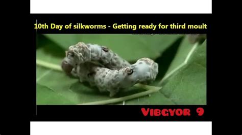 Life Cycle Of Silkworm Bombyx Mori On Mulberry Morus Alba Youtube