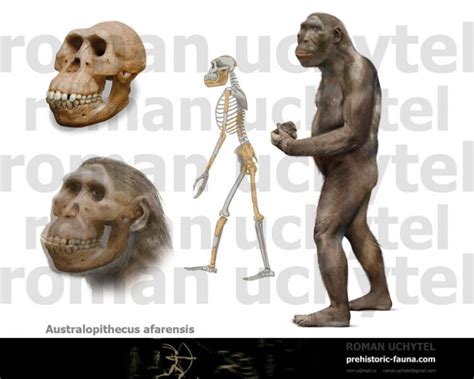 Australopithecus Afarensis