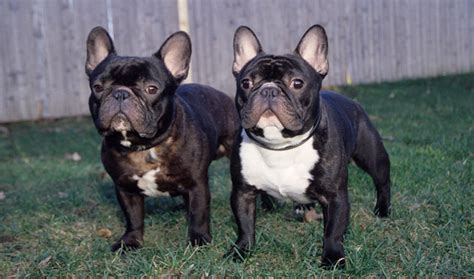 Frenchies don't shed much, but twice a year they lose their undercoat. French Bulldog Dog Breed Information