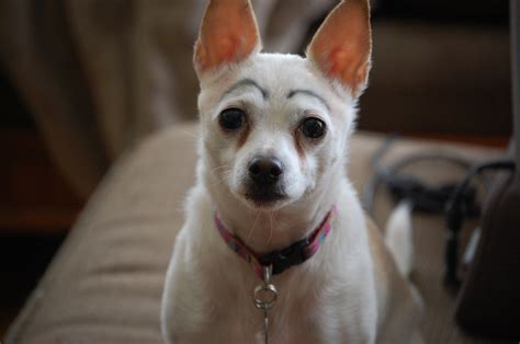 The perfect chihuahua eyebrows dog animated gif for your conversation. Eyebrows on Dogs — Kelly Ilebode