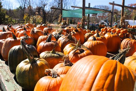 Local Farms Have Still Have Lots Of Pumpkins For Sale The Manchester