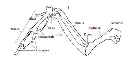 Birds Of A Feather Update Wing Anatomy And Joints