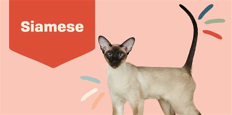 Siamese Cat Breed Information And Characteristics Daily Paws